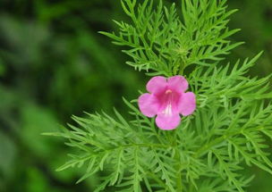 野生角蒿花提取物驱虫又增收