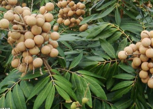 哎呀，龙眼叶子遭虫咬了咋整呀？