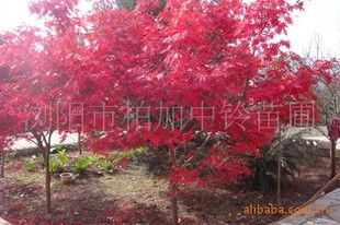 红枫移植， 讲究技巧