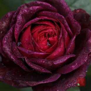 遗传基因， 是不是也影响了颜色