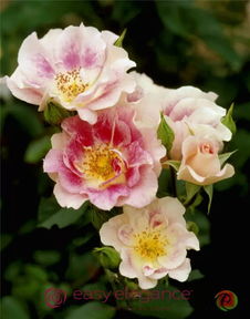 月季育种的独特魅力：林彬的匠心独运