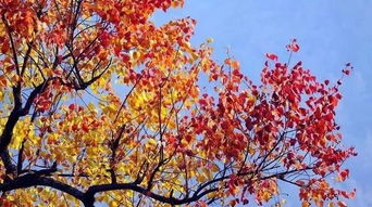 榉树：树如其名， 步步高升