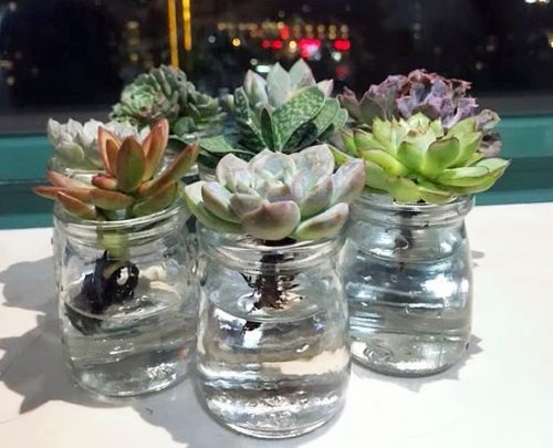 多肉植物开花的小秘密