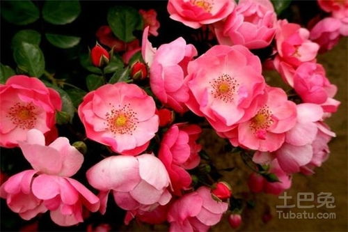 月季花：从中国到美国的美丽之旅