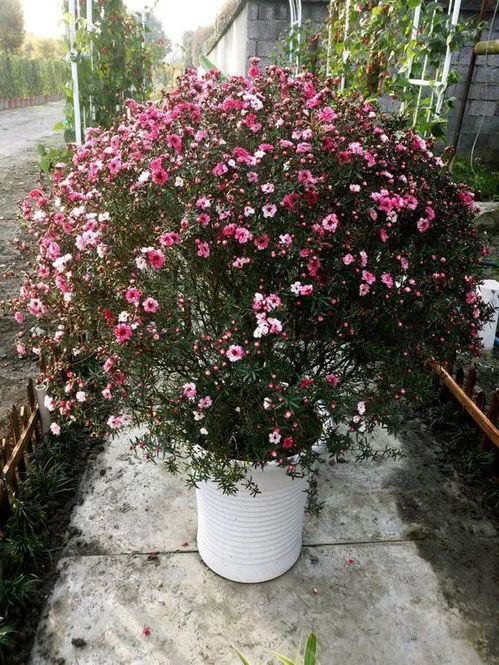 温度：缘罗花的舒适环境