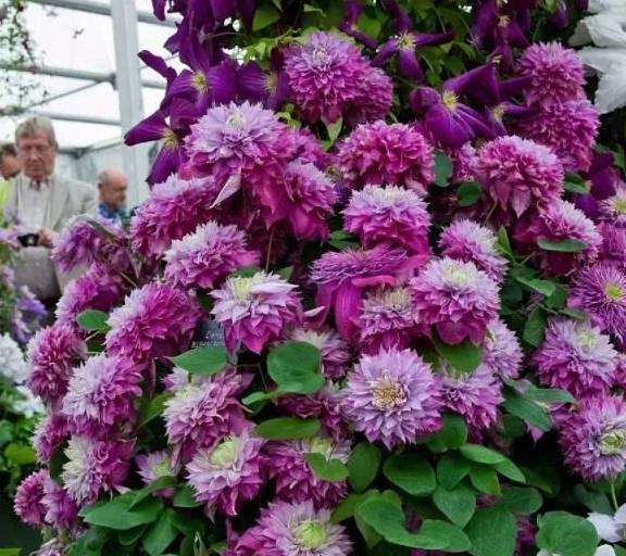 血泪教训：网购冬花紫罗兰种子，后来啊种了三个月才发现是普通草籽！