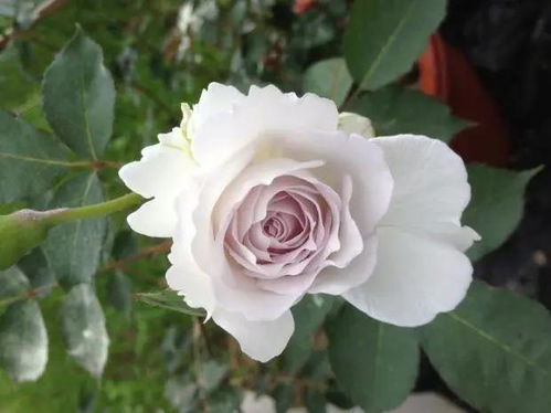 换盆时的注意事项