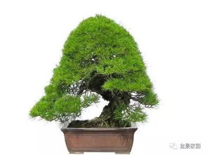 五针松浇水秘籍：时间精准，方法正确，过量急救指南！