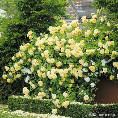 红苹果是藤本还是灌木？其植物形态有何特点