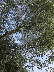 幼苗移植与养护