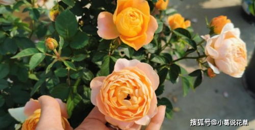 冬季栽种裸根月季苗，你准备好了吗？