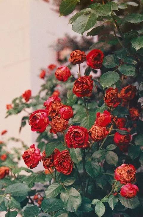 玫瑰，娇艳的“林黛玉”