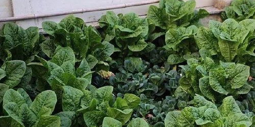 先说说得kan天台环境