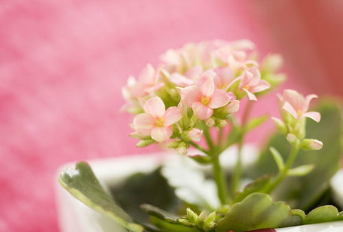 表示尊敬老师的花花语是“敬师花”