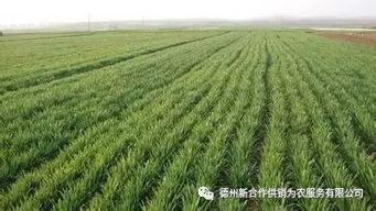 莲子高效种植技术：畜牧领域必备指南