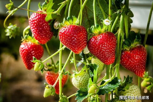 露地草莓种植管理技巧中，如何有效防治病虫害