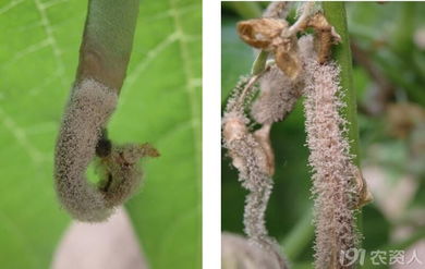 防治灰霉病， 心情也得好