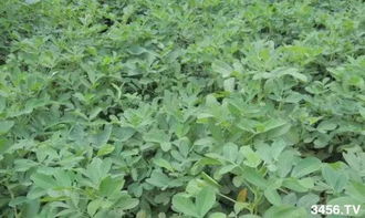 控旺的时间把握