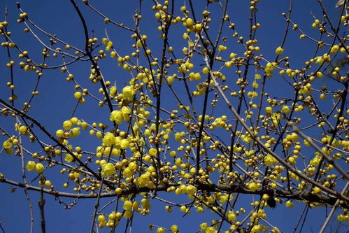 腊梅：寒冬里的黄色精灵