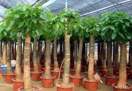 发财树选择合适盆大小非chang重要