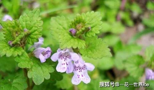 荷叶圆滑，铜钱草边缘锯齿