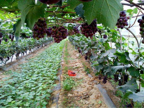 葡萄苗在什么月份种植最合适？春季还是秋季