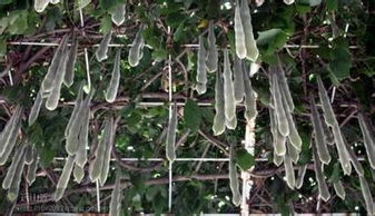 紫藤种子的种植方法