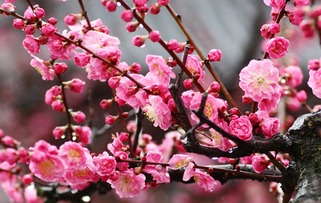 梅花树的种植技巧