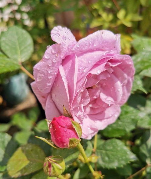 黄板防治，轻松搞定