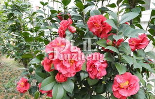 茶花大叶子品种探秘