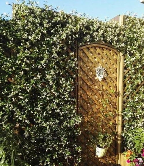 金雀儿：土质差也不怕