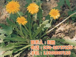 野菜的平安食用时间