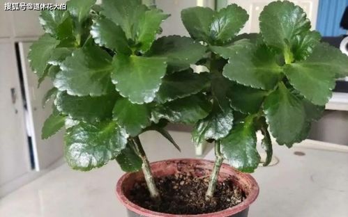 黑美人西瓜种植与注意事项