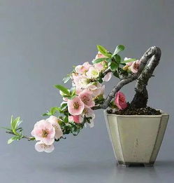“梅”做盆景，如何搭配才别具一格