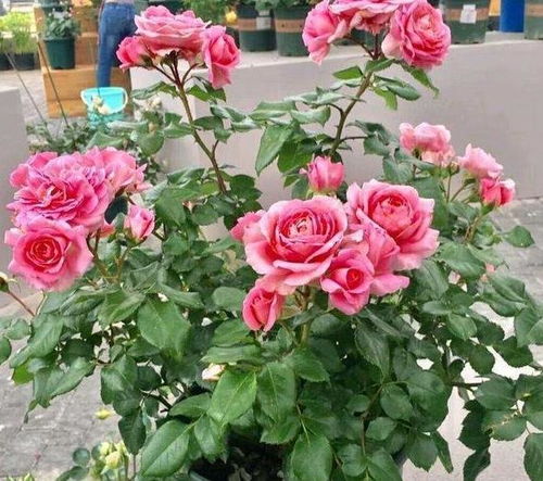 花周期的环境影响因素