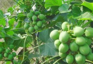 月桂花为什么不能吃？含有毒素