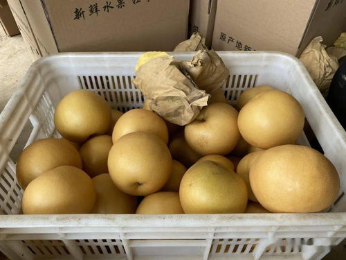 丰水梨与秋月梨：如何区分？口感对比揭秘！