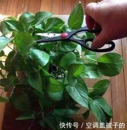 剪藤的误区，你中了几个？