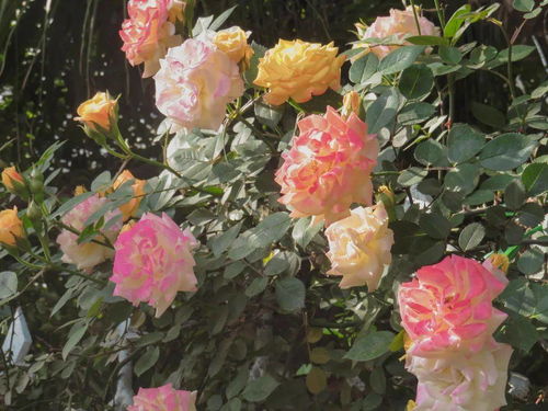 月季花，金色街景的魅力