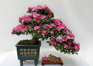 养护方法各有讲究