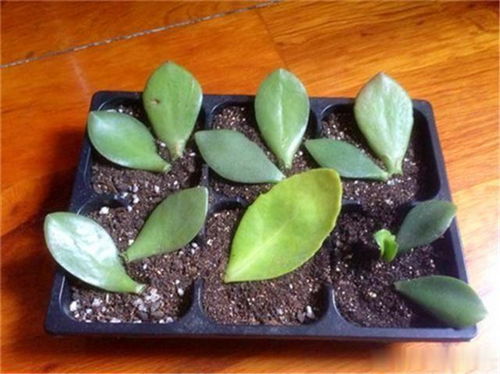 玉树用什么材质的盆养比较好？