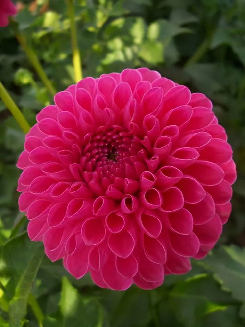 长年生花卉大（探秘长年生花卉）适合哪些气候和土壤条件下种植