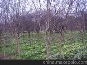 香樟树种源的获取之路