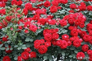 冻伤处理， 藤本月季的恢复之路