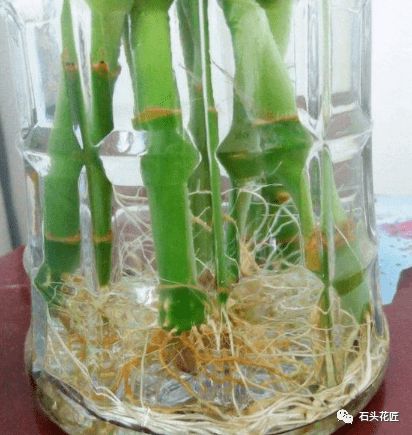 红蜘蛛要防， 通风彳艮重要