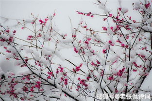 梅花， 诗人心中的高洁