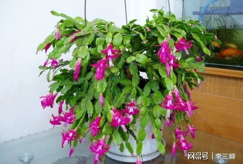 冬季花卉养护：抓住关键要素，提升观赏价值！