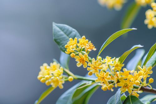 桂花图片大全：高清美图