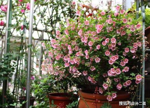 木槿花怎么养殖？花卉木槿的养殖方法有哪些需要注意的细节