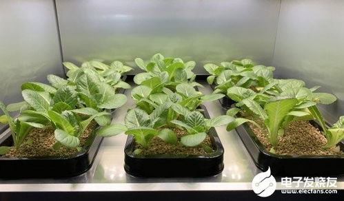 春天草本植物家庭园艺选哪些？种植养护全指南里有哪些要点？